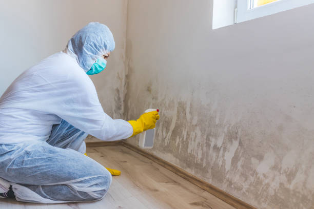 Licensed Black Mold Removal service in Emerson, NJ - WQB Mold Removal