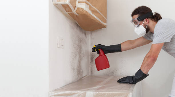 Professional Black Mold Removal technician working in Emerson, NJ