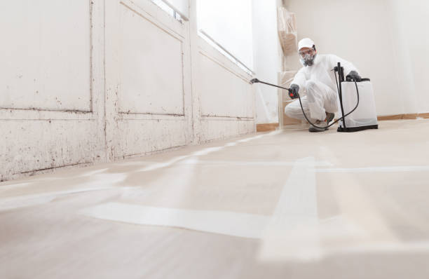 24/7 Emergency Black Mold Removal experts in Emerson, NJ