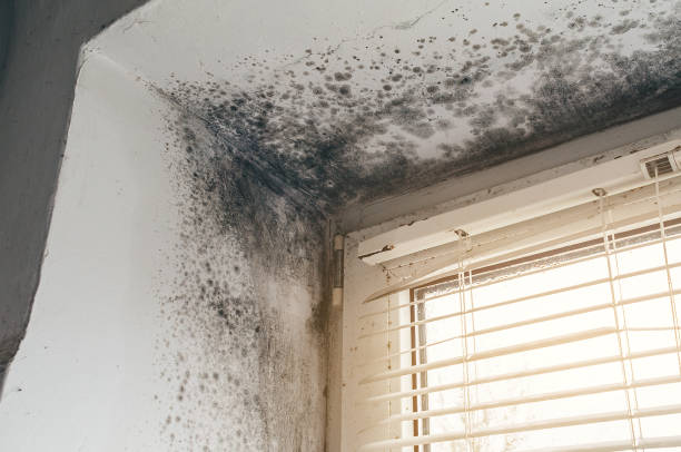 Affordable Black Mold Removal solutions in Emerson, NJ